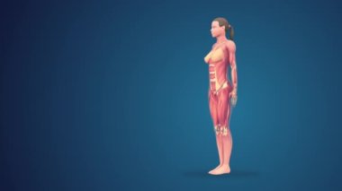 3 boyutlu insan iribaş dağ yogası pozu mavi arka planda