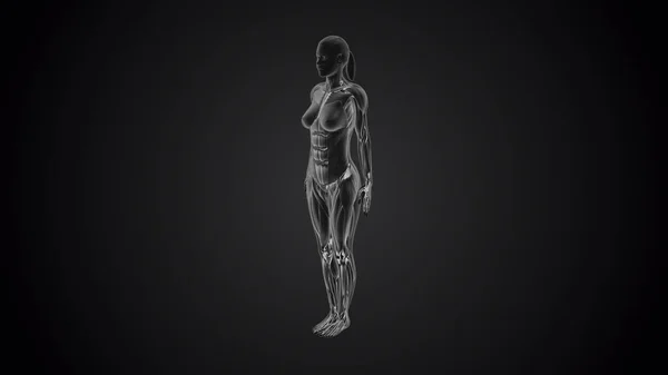 黑色背景下的3D人体塔达斯山瑜伽姿势 — 图库照片