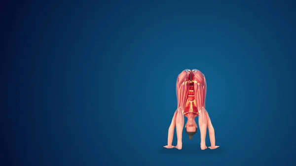 蓝色背景的3D人体Uttanasana瑜伽姿势 — 图库照片