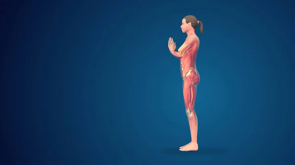 3D人类塔达萨纳在蓝色背景下祈祷瑜伽 — 图库照片