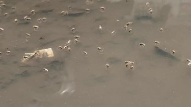 Kirli suda sivrisinek yetiştiriciliği