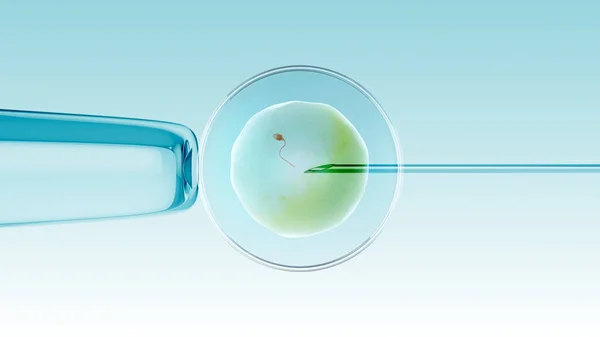 Оплодотворение Пробирке Яйцеклетки Спермой — стоковое фото
