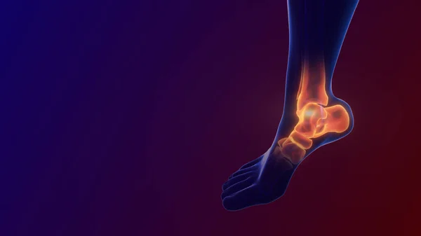 Pain in the ankle joint