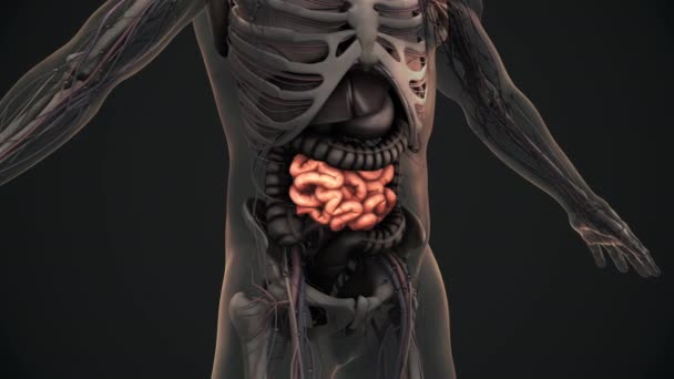 Animace Lidské Anatomie Tenkého Střeva — Stock video