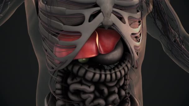 Mänsklig Lever Anatomi Animation Bakgrund — Stockvideo
