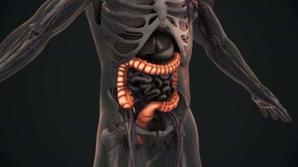 Nsan Kalın Bağırsak Anatomisi Animasyonu — Stok video