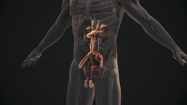 Anatomie Van Het Mannelijke Urine Voortplantingsstelsel — Stockvideo