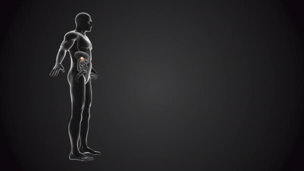 Corpo Humano Com Pâncreas Loopable — Vídeo de Stock