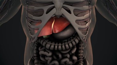 3D İnsan Mide Anatomisi