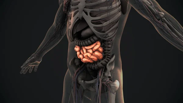 ヒト小腸解剖学的アニメーション — ストック写真