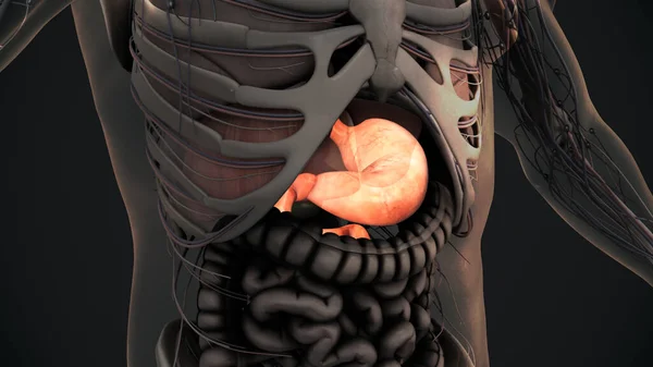 3D人体胃解剖学 — ストック写真