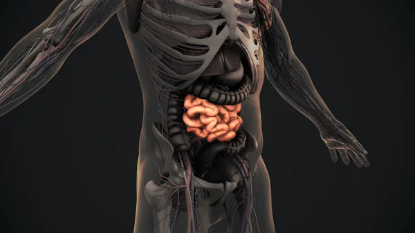 Animatie Van Menselijke Dunne Darm Anatomie — Stockfoto