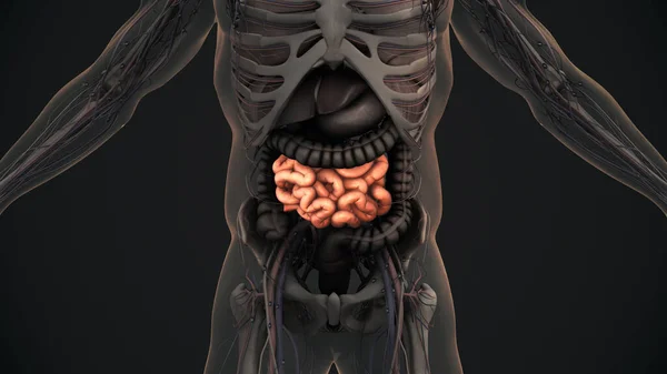 Animacja Anatomii Jelita Cienkiego Człowieka — Zdjęcie stockowe