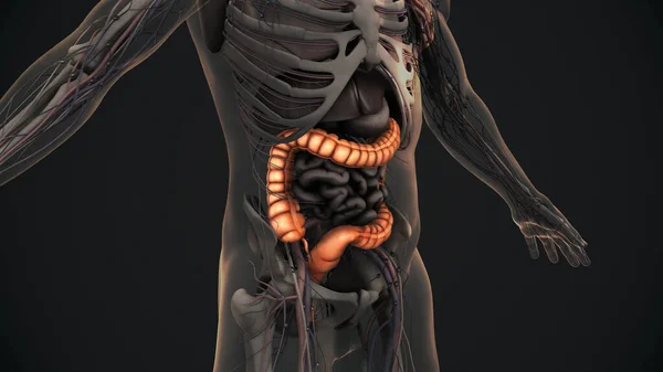 Anatomia Intestinal Grande Humana — Fotografia de Stock