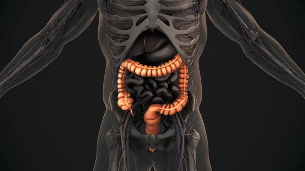 Anatomia Intestinal Grande Humana — Fotografia de Stock