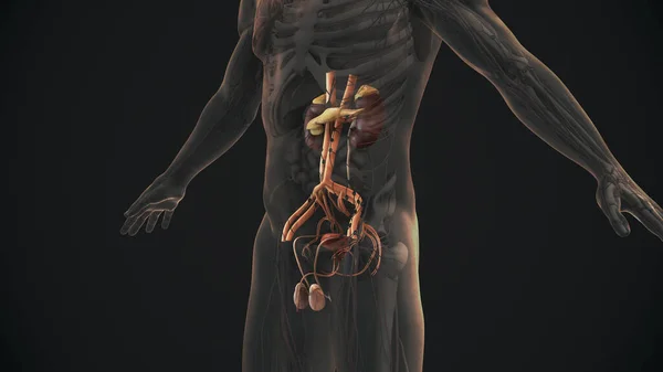 Anatomie Van Het Mannelijke Urine Voortplantingsstelsel — Stockfoto