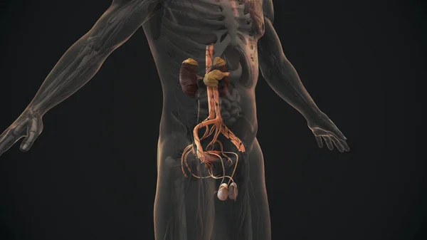 Anatomie Système Urinaire Reproducteur Masculin — Photo