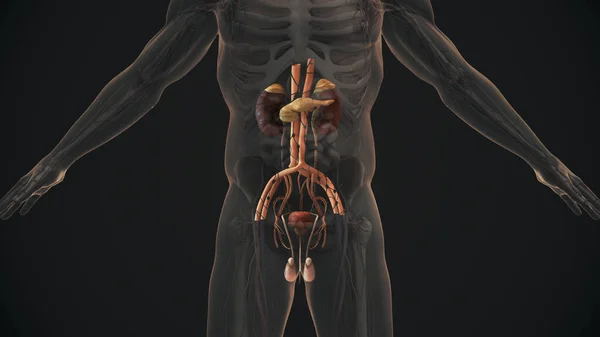 Anatomía Del Sistema Urinario Reproductivo Masculino — Foto de Stock