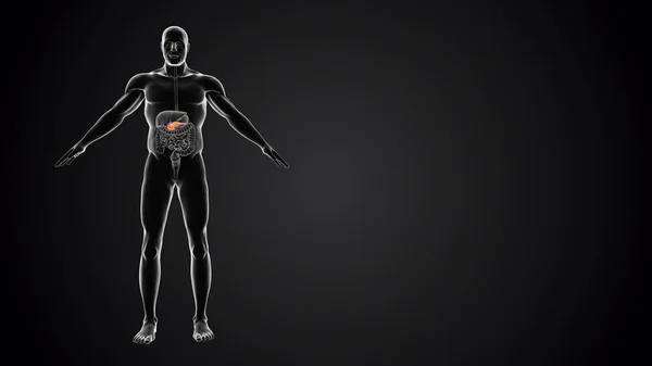 Corpo Umano Con Anatomia Del Pancreas — Foto Stock