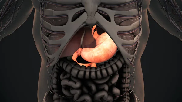 3D人体胃解剖学 — ストック写真