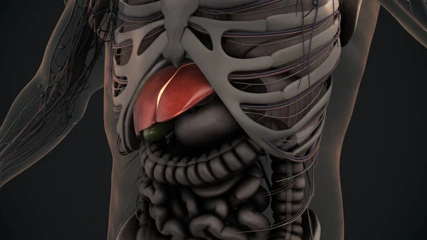 Anatomia Estômago Humano — Fotografia de Stock