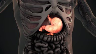İnsan midesi anatomisi animasyon arka planı