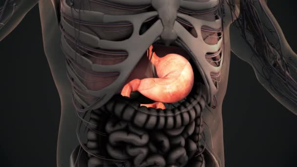 Anatomie Lidského Žaludku Animace Pozadí — Stock video