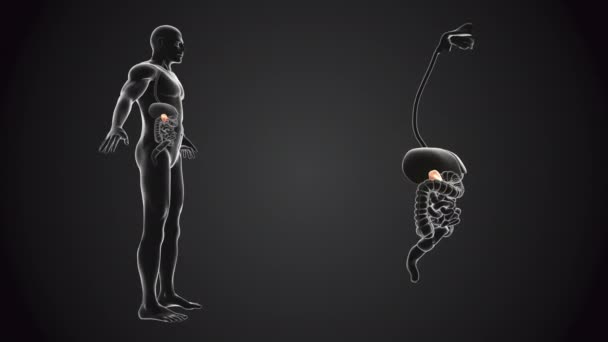具有胰腺解剖功能的人体 — 图库视频影像