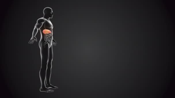人間の体と肝臓のループ可能 — ストック動画