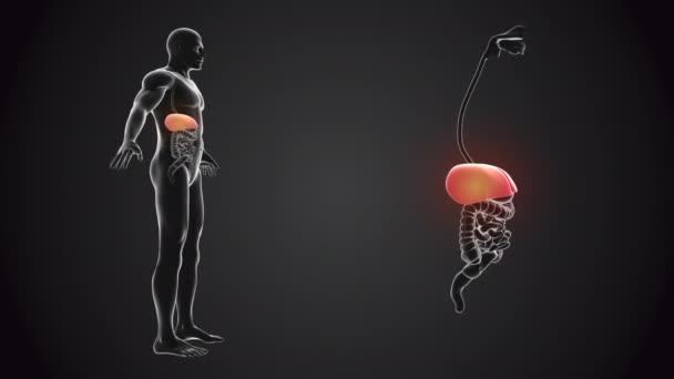 Menschlicher Körper Mit Leberanatomie — Stockvideo