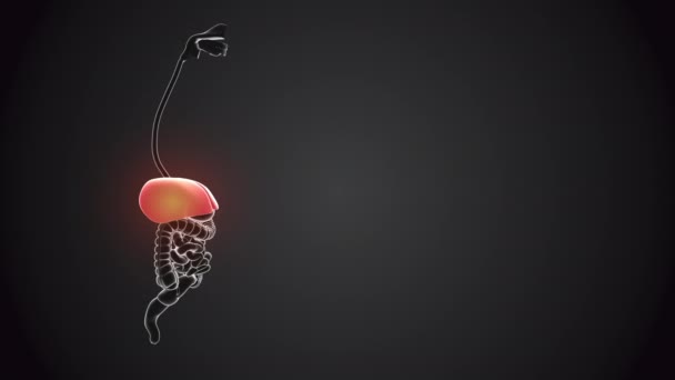 内脏器官易碎的肝脏 — 图库视频影像