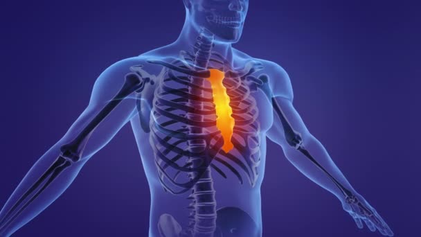 胸骨と肋骨を示す解剖学的アニメーション — ストック動画