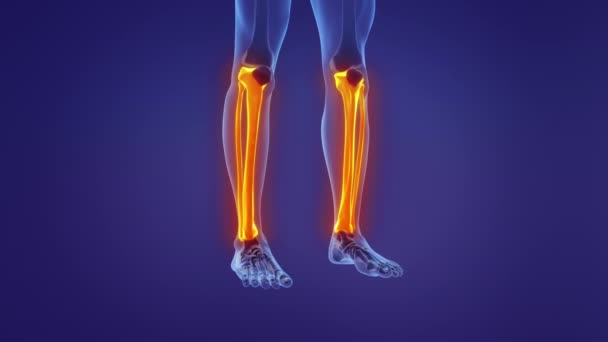 Анатомия Человеческой Ноги — стоковое видео