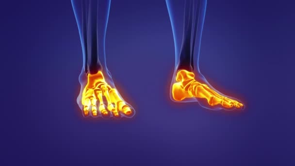 Anatomie Des Menschlichen Fußes — Stockvideo