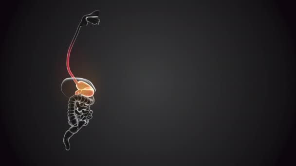 内部器官易碎的胃 — 图库视频影像