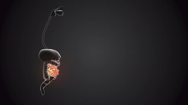 Dünndarm Mit Inneren Organen — Stockvideo