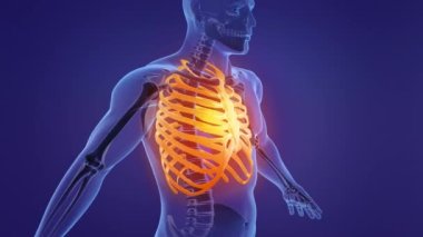 İnsan iskeleti göğüs kafesi anatomisi