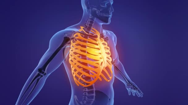 Esqueleto Humano Costilla Jaula Anatomía — Vídeos de Stock