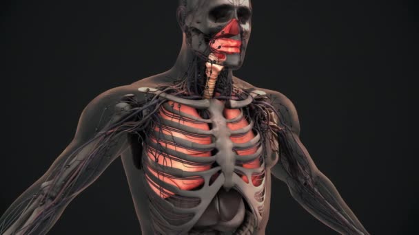 Анатомия Легких Дыхательной Системы Человека — стоковое видео