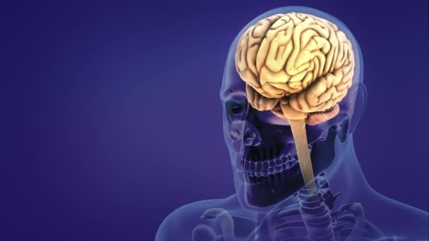人类神经系统大脑解剖学 — 图库视频影像