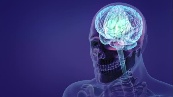 人間の神経系と脳 — ストック動画
