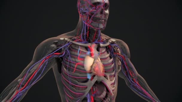 静脈や動脈を持つ人間の心 — ストック動画