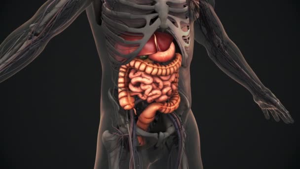 Nsan Sindirim Sistemi Anatomisi Animasyonu — Stok video