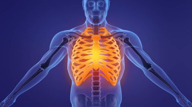 İnsan iskeleti göğüs kafesi anatomisi