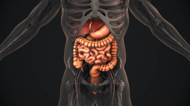 3D Human digestive system anatomy clipart