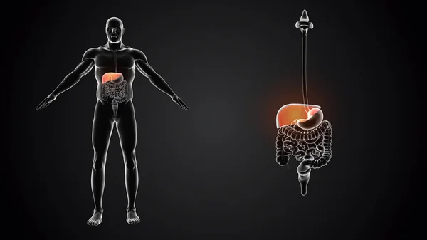 Human body with Liver anatomy