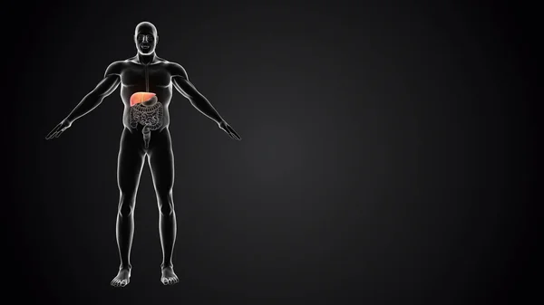 Corpo Humano Com Fígado — Fotografia de Stock