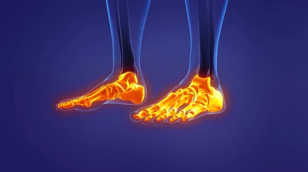 Анатомія Людської Ноги — стокове фото