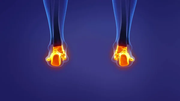 Анатомія Людської Ноги — стокове фото