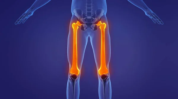 Anatomie Des Menschlichen Oberschenkelknochens — Stockfoto